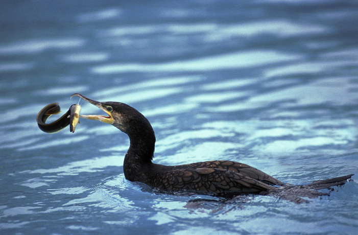 Grand cormoran